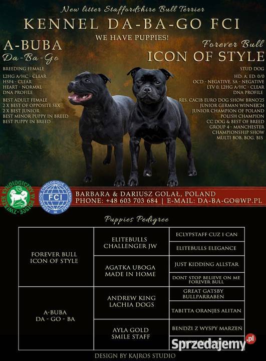 Staffordshire Bull Terrier ZKwP FCI Leszno