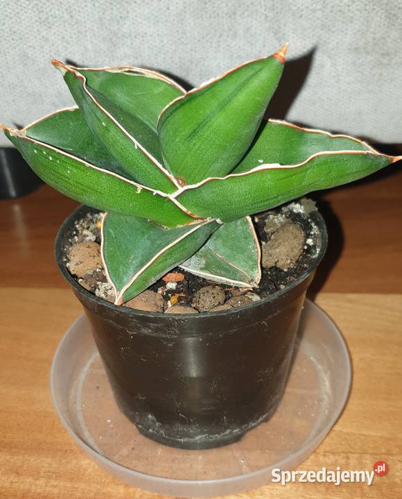 Sansewieria samuraj najprawdopodobniej Warszawa
