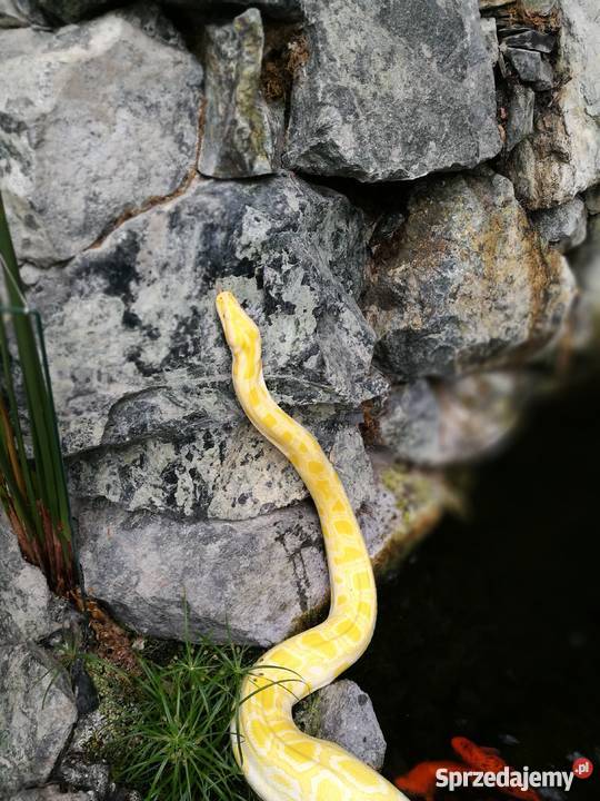 Pyton tygrysi albino