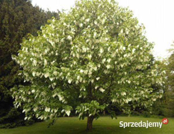 DAWIDIA CHIŃSKA Davidia involucrata NASIONA 2 Lubanie