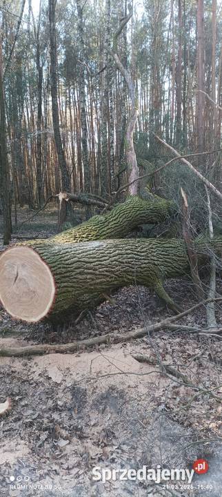 Gałęzie dębowe wycince drzewa dębowego Ryki