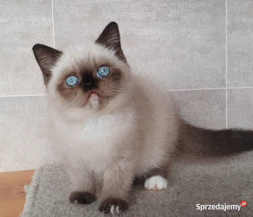 Kocięta Perskie i Egzotyczne Toruń