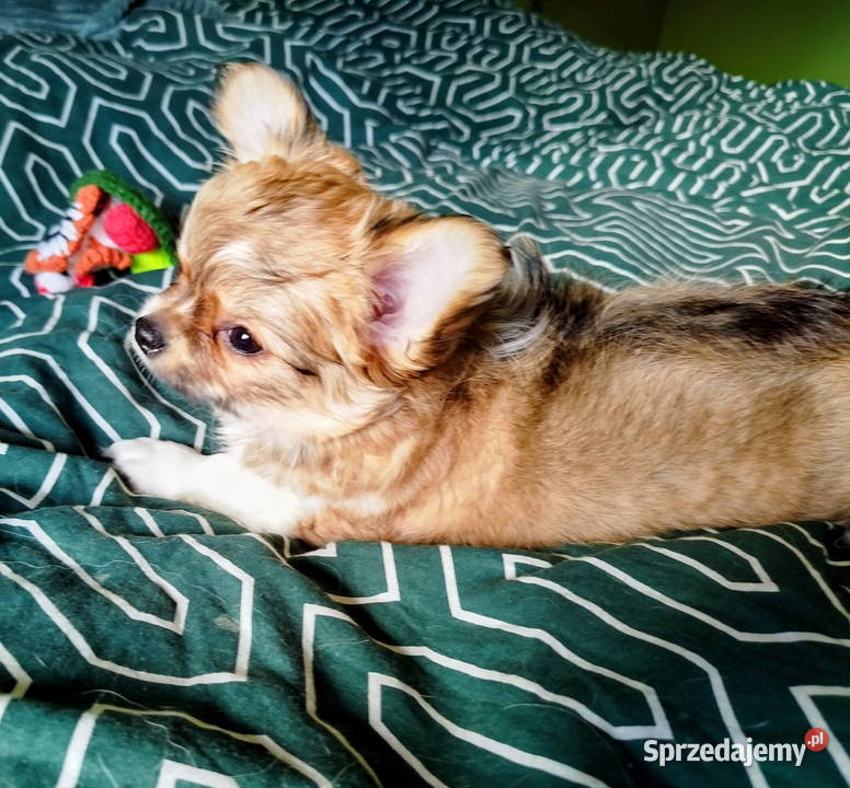 Maleńka sunia chihuahua Konin sprzedam