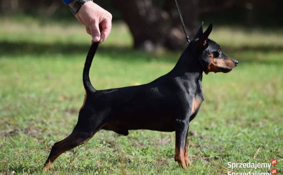 Reproduktor Pinczer Miniaturowy ZKWP fci Łochów sprzedam