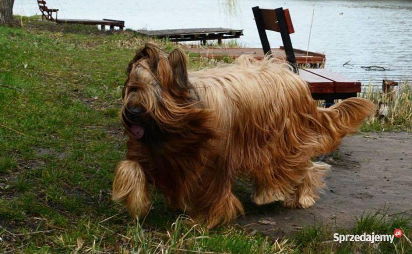 Owczarek Francuski BRIARD Ogrodzieniec