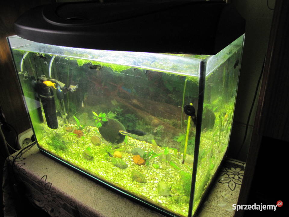 Akwarium 72 l z obsadą Toruń