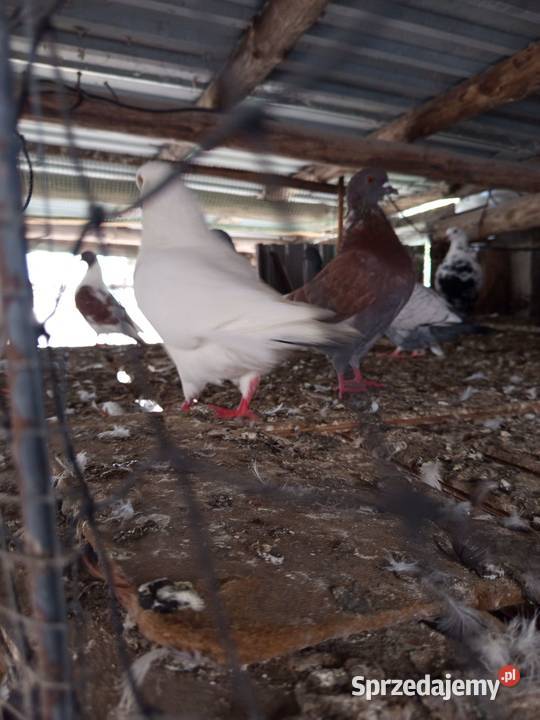 Sprzedam Kinga i Rysia 50 Ptaki