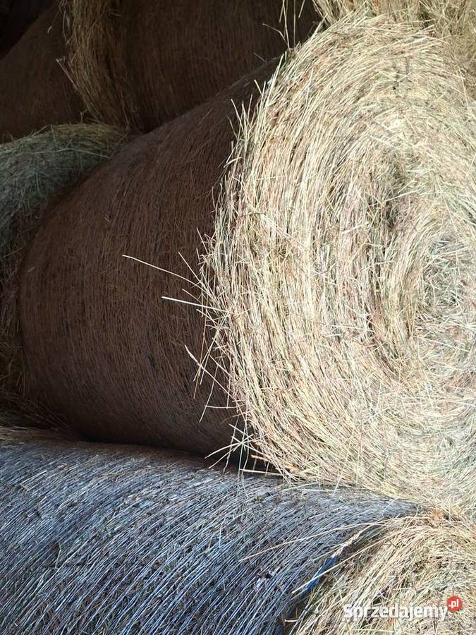 Siano Hodowla bydła Rzeszów