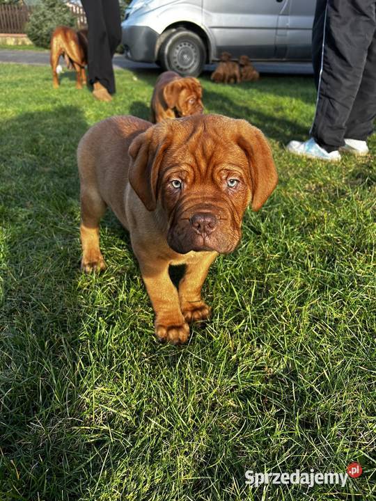 Szczeniaki Dogue de Bordeaux Szydłowiec