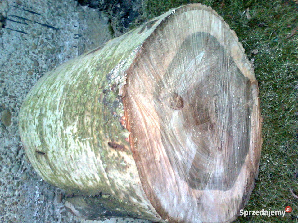 topola plastry monolit Gierałtowiczki