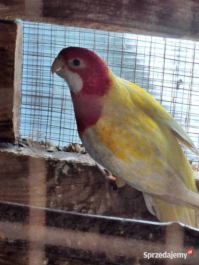 Samczyk rozelli białolicej lutino z 2025r