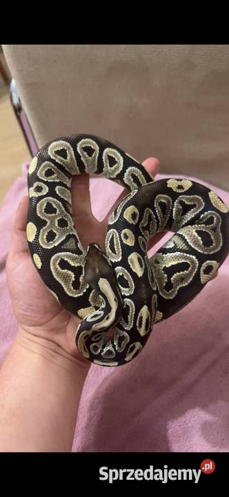 Pyton królewski mazowieckie Maków Mazowiecki sprzedam