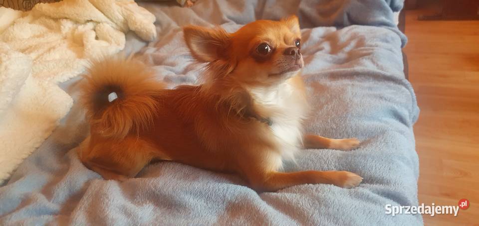 Reproduktor chihuahua długowłosy Chihuahua łódzkie Piotrków Trybunalski sprzedam