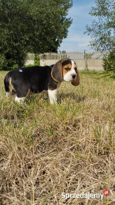 BEAGLE SUNIE I PIESKI TRICOLOR DO ODBIORU Beagle mazowieckie Warszawa