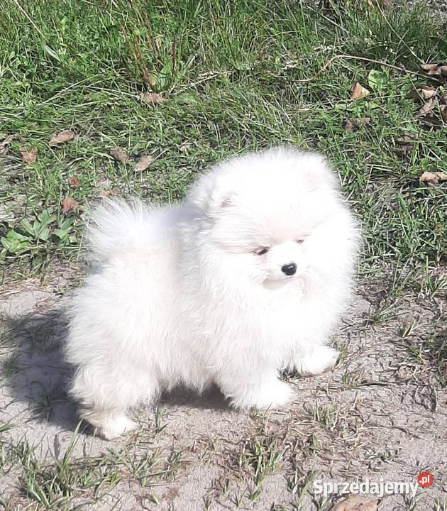 Szpic miniaturowy Pomeranian chlopak Pabianice