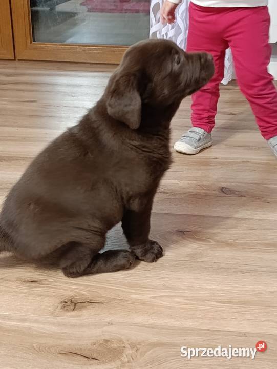 Pieski Labradora Retriever czekoladowego Tarnów