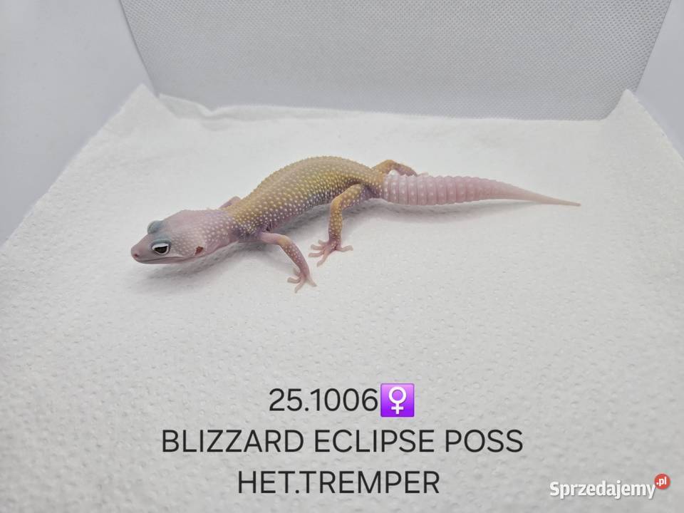 Gekony lamparcie Zawiercie