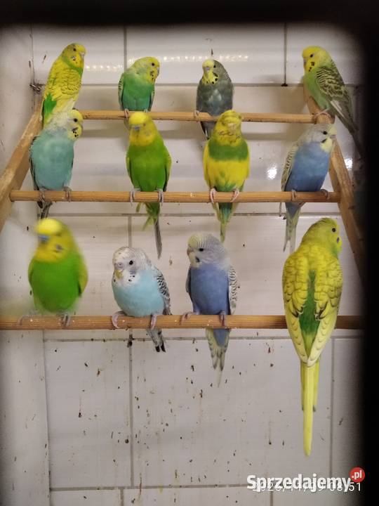 Papugi faliste sprz fam Ptaki śląskie