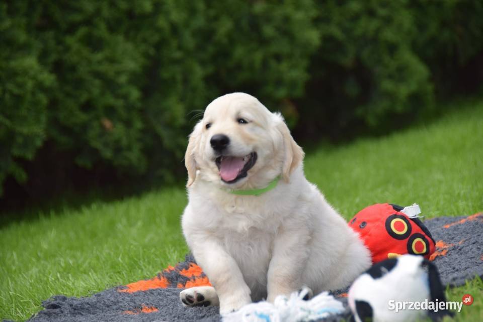 Golden Retriever Zkwp fci