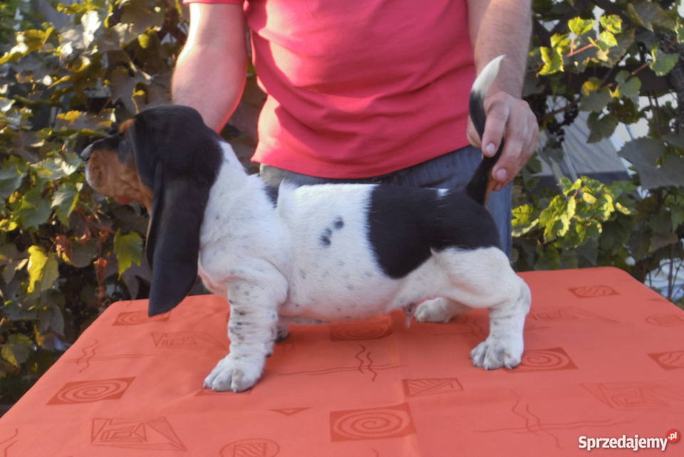 Basset Hound SZCZENIĘTA Z ELITARNYM RODOWODEM Zwierzęta Radziejów