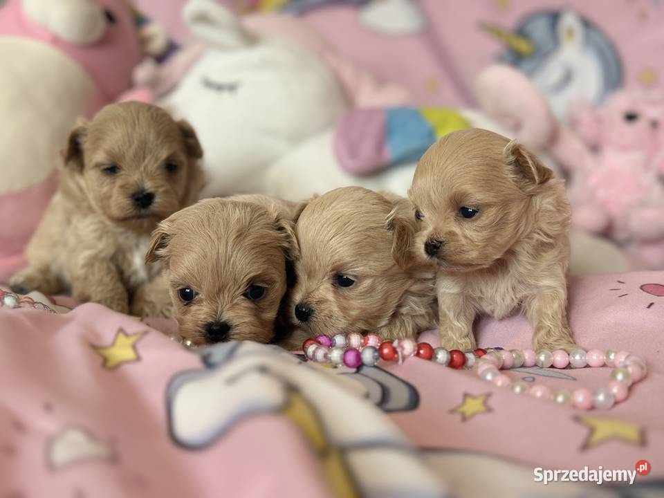 Maltipoo szczenięta małopolskie Polanka Wielka