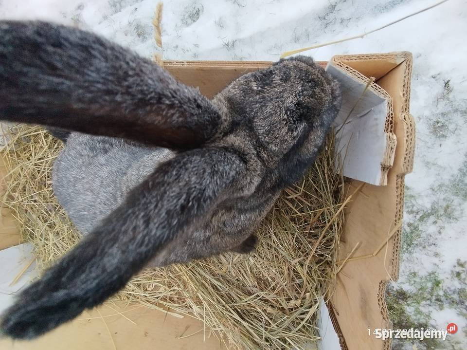 Samica zakocona mieszaniec kujawsko-pomorskie Szubin