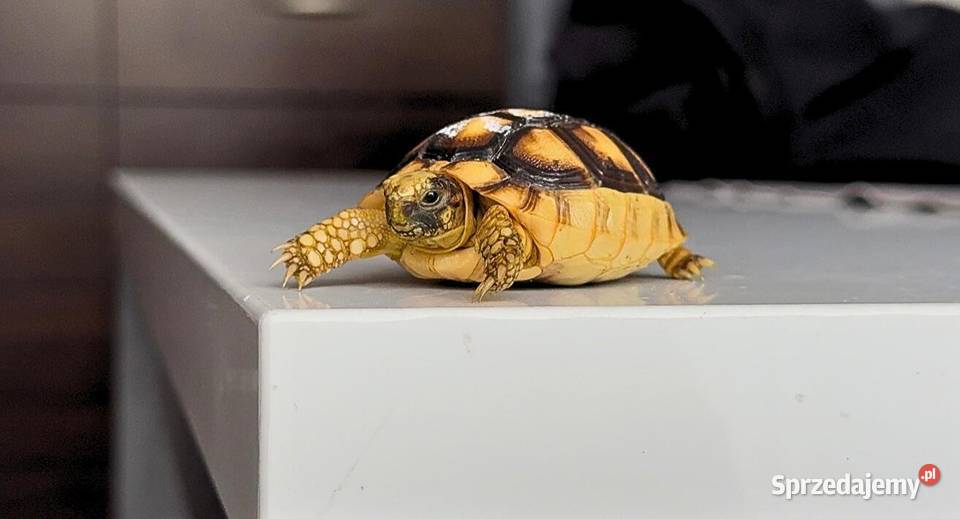 Żółwie na sprzedaż Gady i płazy Opole