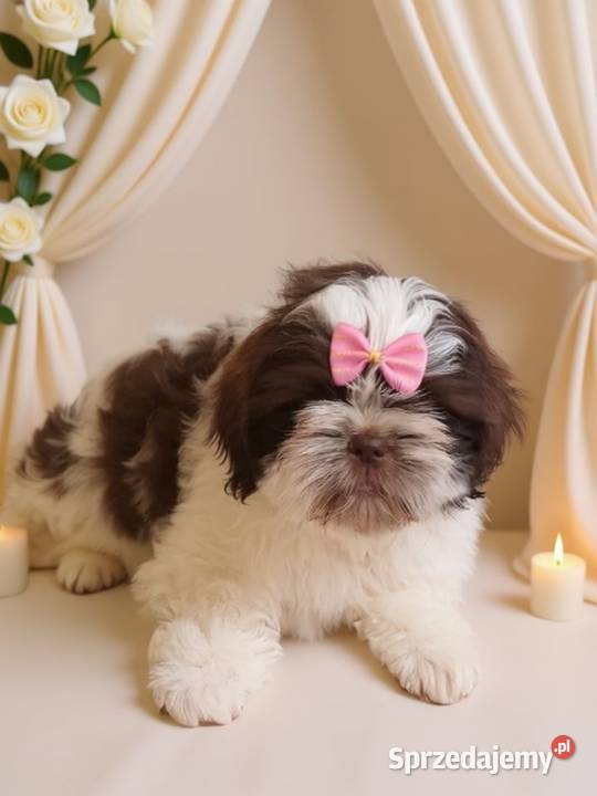 Biało czekoladowa śliczna suczka rasy ShihTzu Shih Tzu Namysłów