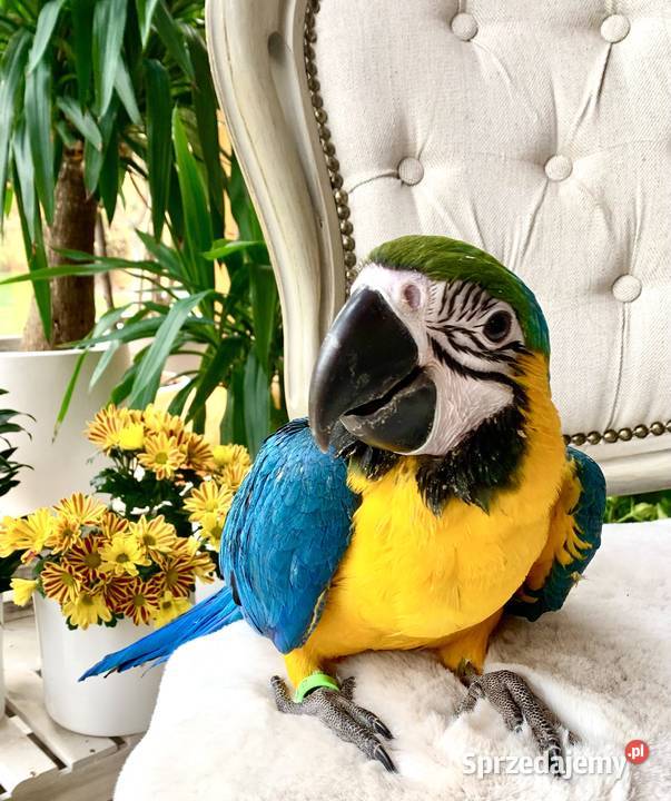 Papuga Ara Ararauna Pupile Ptaki Rybnik