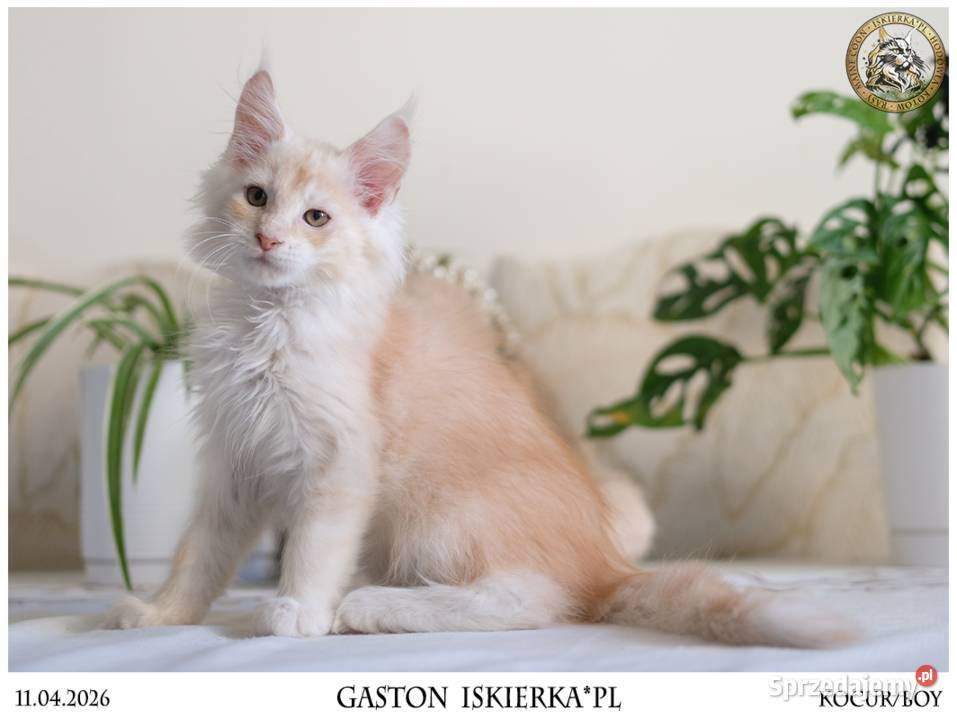 Gaston cudowny przystojniak kocurek maine coon Warszawa