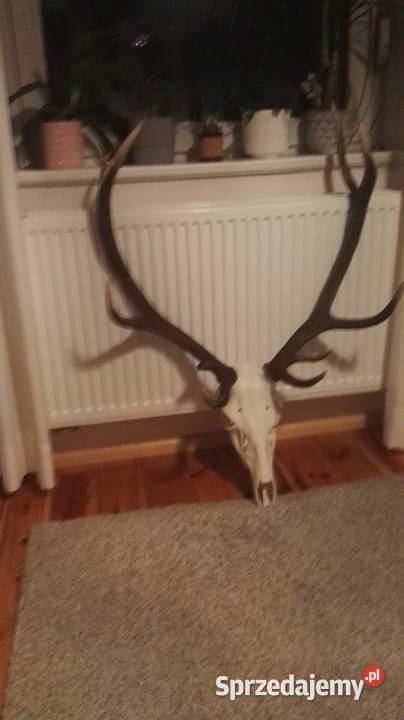 Poroże jelenia byka Opole