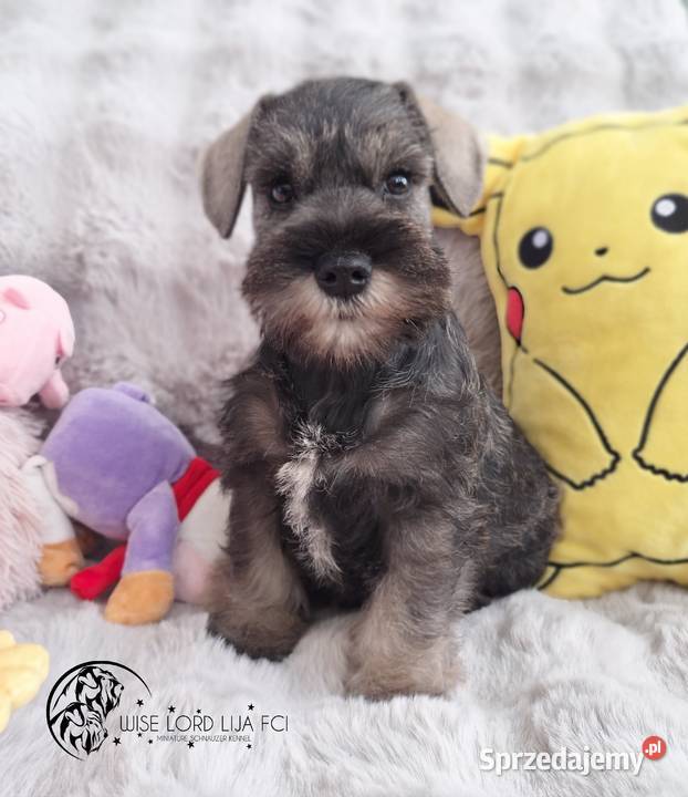 Sznaucer miniaturowy pieprz I sól rodowód zachodniopomorskie