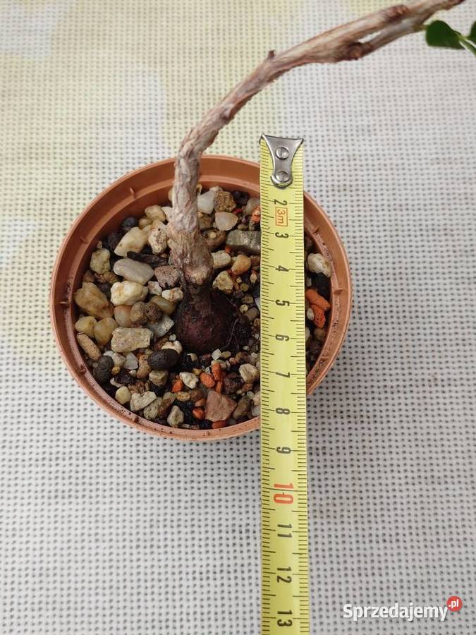 Operculicarya decaryi sukulent z kolekcji Bonsai mazowieckie Warszawa sprzedam