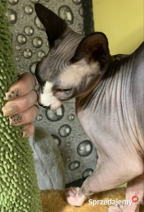 Sfinks Kanadyjski Do odbioru koteczką Rodowód Leszno sprzedam