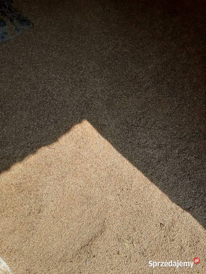 Pszenica pszenżyto owies jęczmien Nieborów