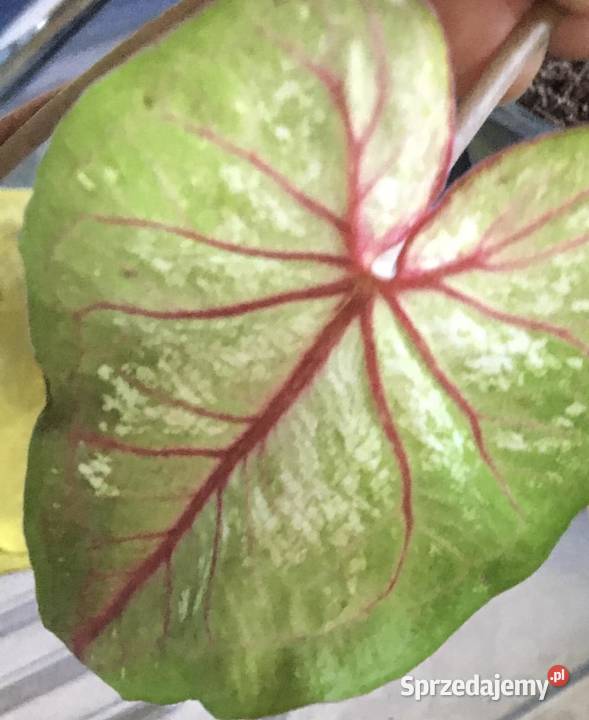 caladium bulwy sprzedam