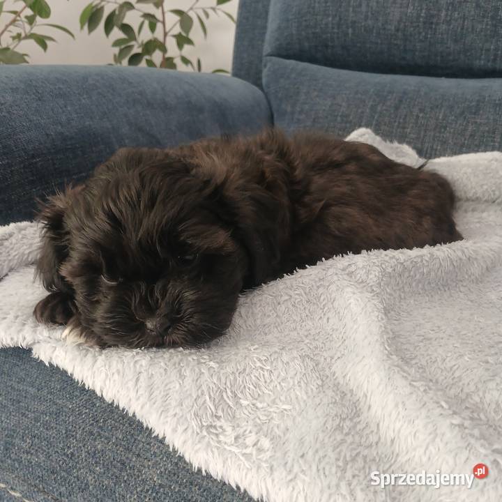 Pies samiec szczeniak Shihpoo Lutoryż