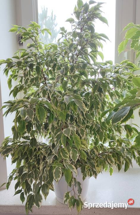 Beniaminek Fikus Brzózka Kwiatek 3 sztuki