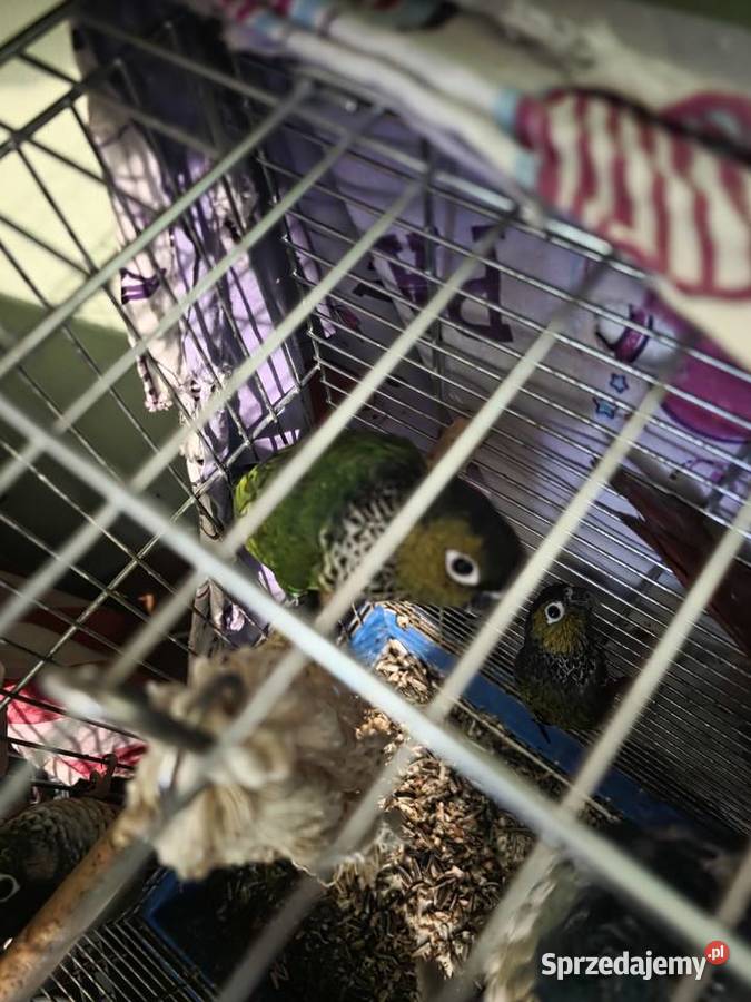 Sprzedam parę rudosterek rupicola Ptaki Szczecin