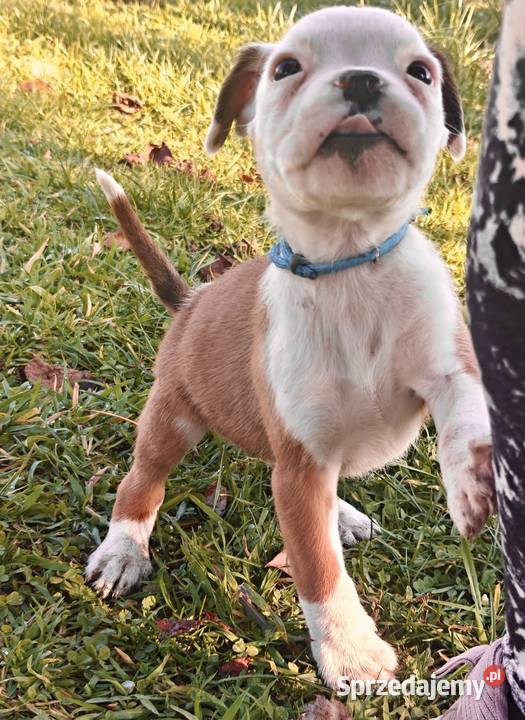 Piesek rasy Bokser Radom