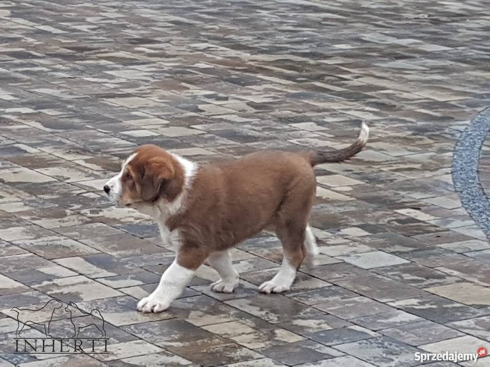 Owczarek Środkowoazjatycki FCI Suczka lubelskie