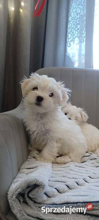 Maltańczyk podkarpackie Ropczyce