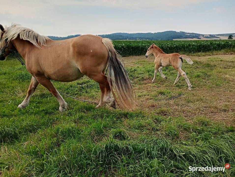 Klacz zimnokrwista źrebica Ząbkowice Śląskie