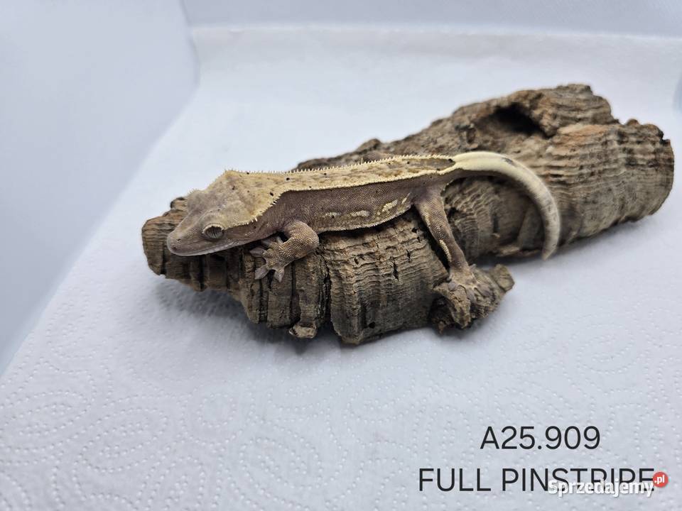 Gekony orzęsione Gady i płazy Zawiercie