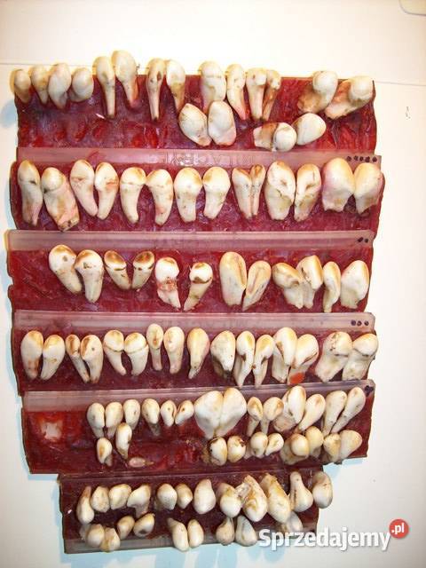 Grandle zwane też hakami 105 Wałcz sprzedam