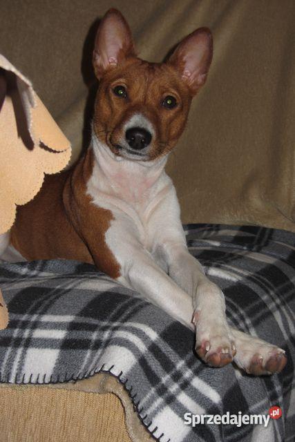 basenji szczenięta Gdańsk sprzedam