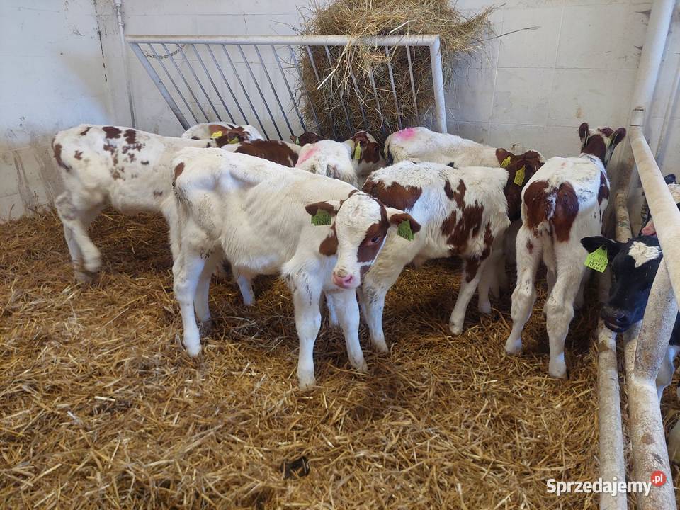 Sprzedaż cielaków Skierniewice