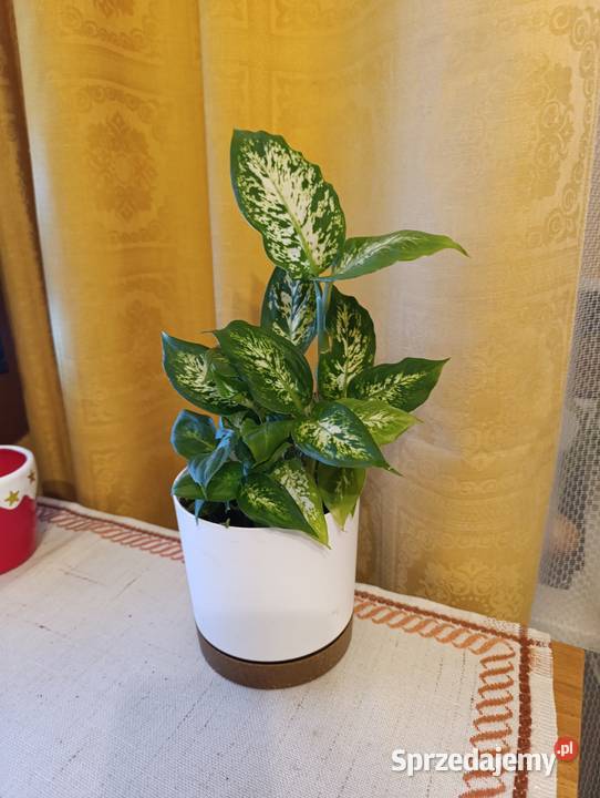 Szklanka 05 l na piwo Żywiec kwiatek liściasty małopolskie