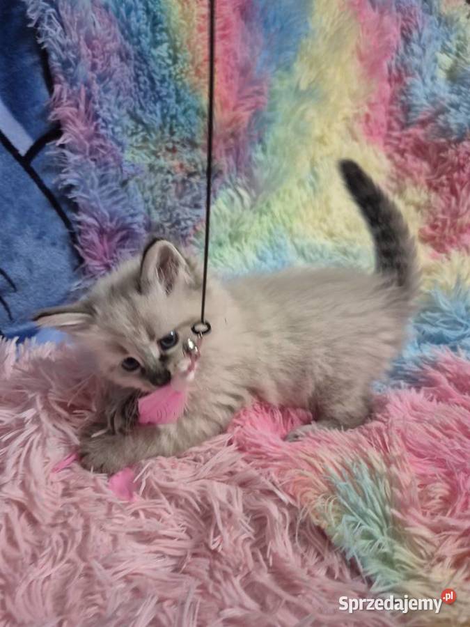 KOCUREK Neva Masquerade rodowód FPL Stary Broniszew sprzedam