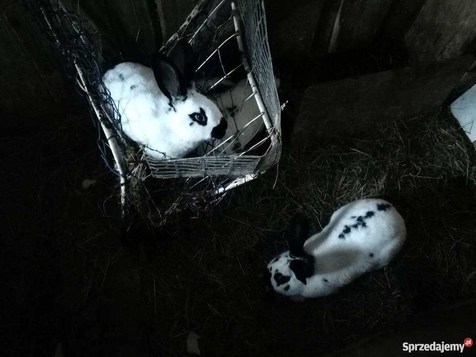 Sprzedam ładne króliki